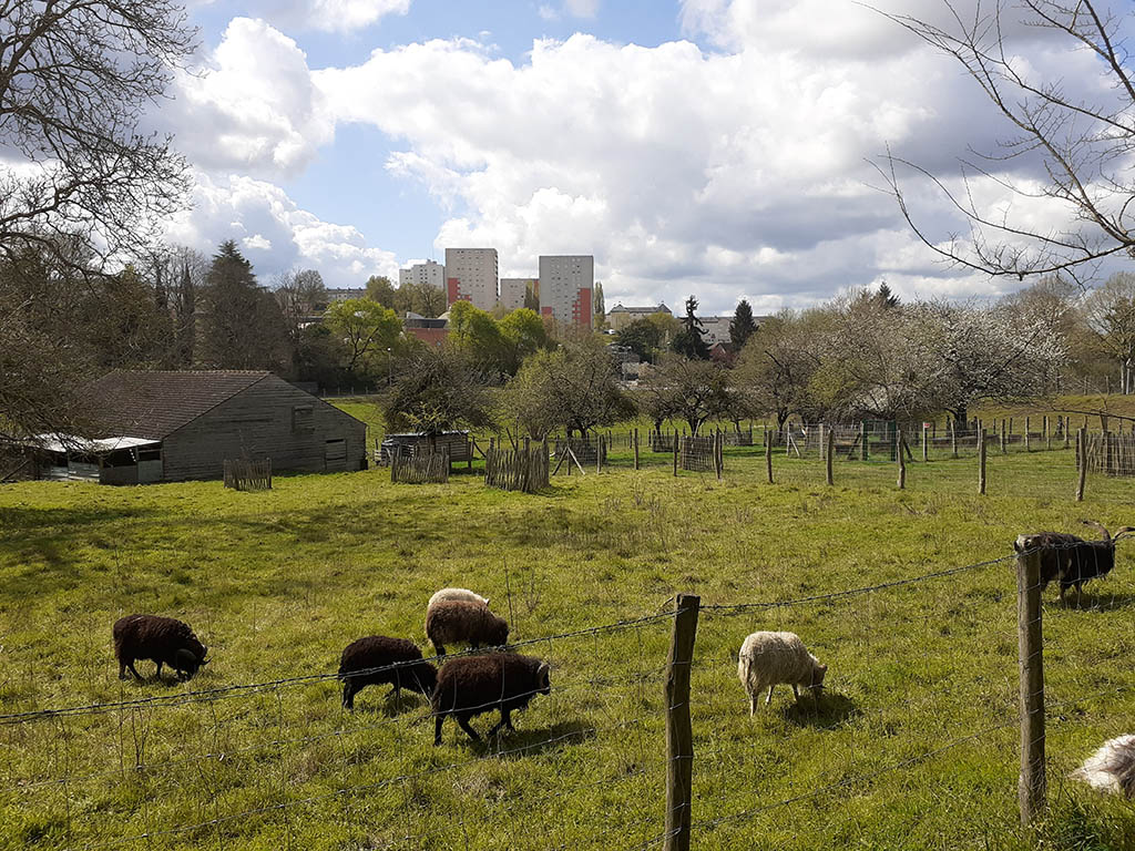 Coulaines : histoire et évolution de la ville
